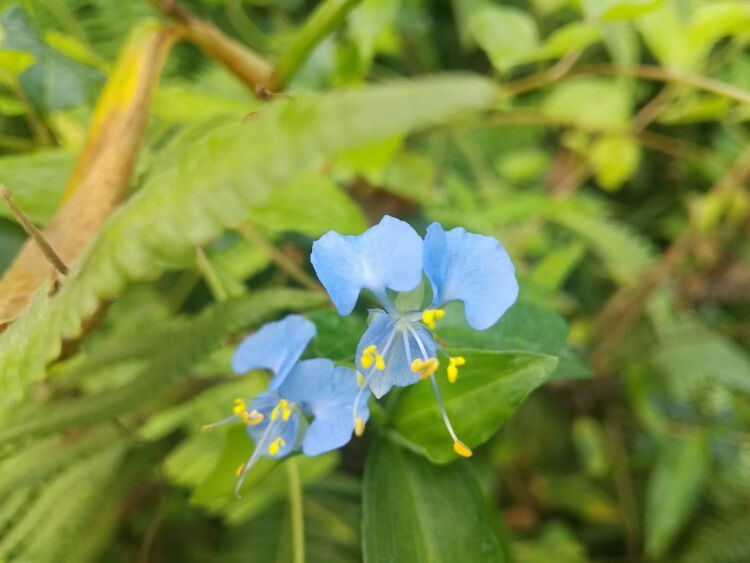 到中山的千年古刹古香林寺旧址周边山林探秘，感觉大自然太美啦