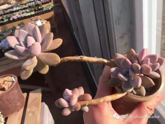 多肉为什么比较坑,多肉基础知识详解