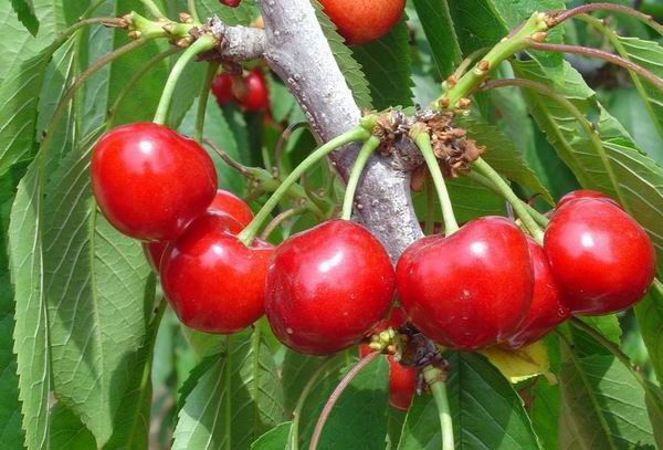 樱桃品种大全一览表,樱桃品种介绍大全
