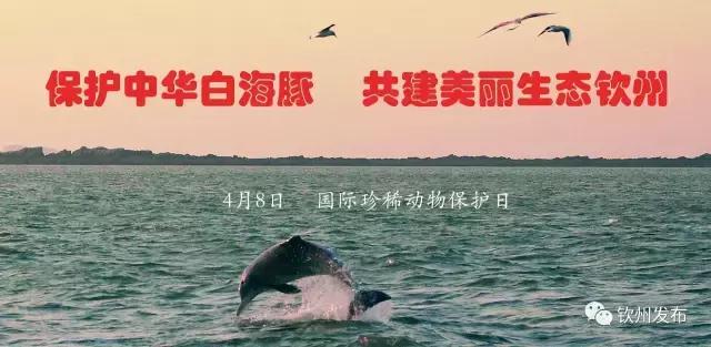 第三届广西网络文学大赛获奖作品,钦州网络文学大赛