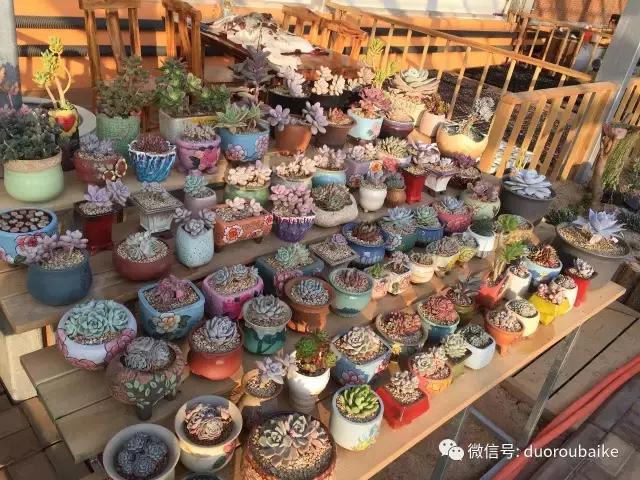 多肉为什么比较坑,多肉基础知识详解
