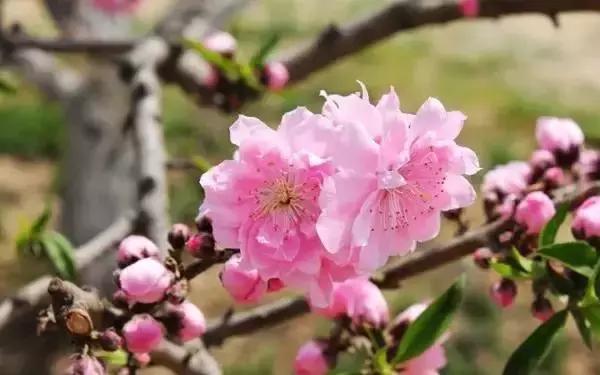 美爆了春天好去处,天津春天赏花的地方有哪些推荐