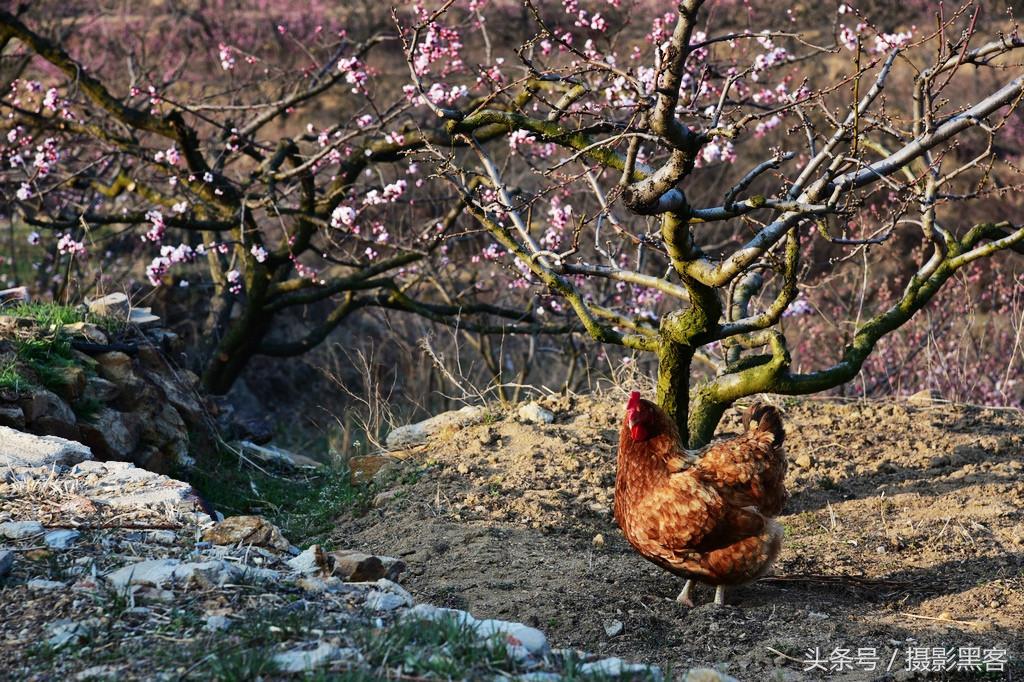 濞佹捣涔冲北妯辨,灞变笢涔冲北妯辨