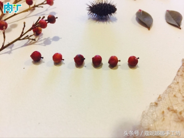 手工制作植物标本,手工标本制作植物花