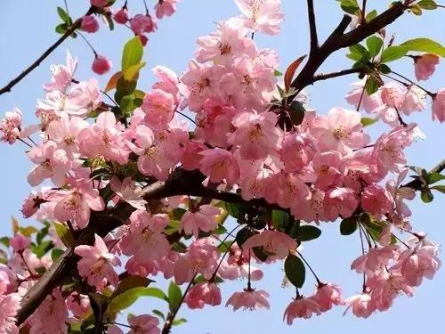 美爆了春天好去处,天津春天赏花的地方有哪些推荐