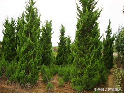 清明节扫墓栽什么树好,清明坟前栽树有什么讲究吗