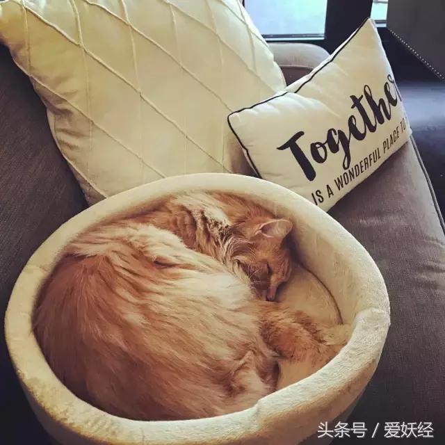 爱妖经|开春了,来锅猫吧