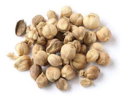 餐创大课堂川卤,鸭货去腥增香的香料白豆蔻