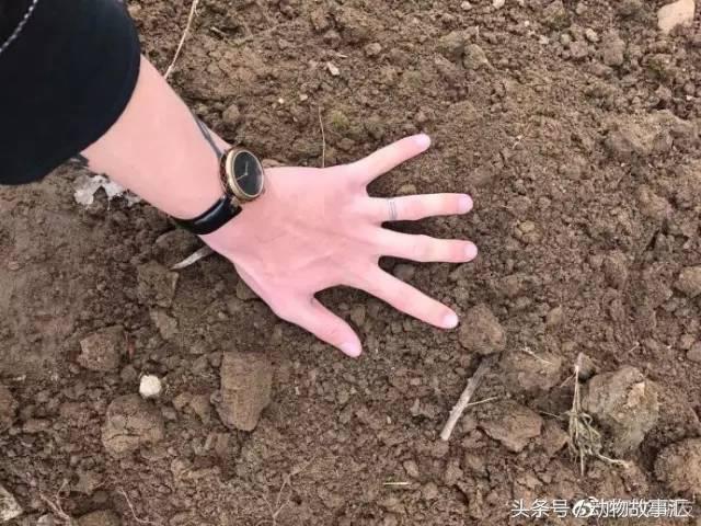 路上遇到被撞死的小动物怎么处理,高速上看到被撞死的小动物怎么办