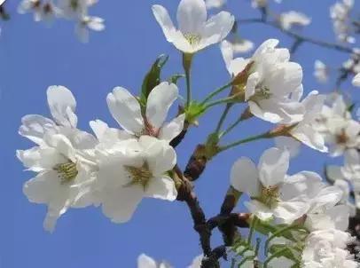 美爆了春天好去处,天津春天赏花的地方有哪些推荐