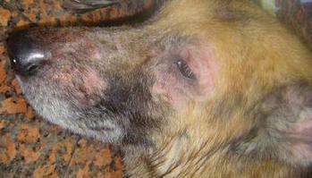 狗狗常见皮肤病及治疗方法,狗狗常见的皮肤病该怎么治