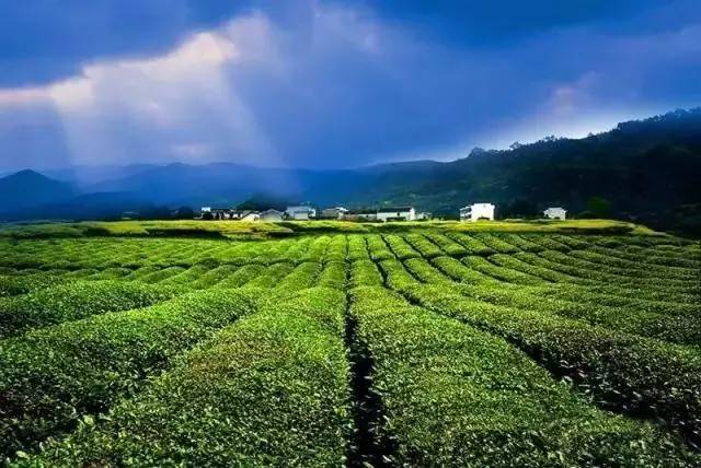 婺源绿茶,婺源绿茶千元以上啥茶