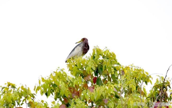 姹犻弓鎹曟崏,姹犻弓鎶撻奔寰堝帀瀹冲悧