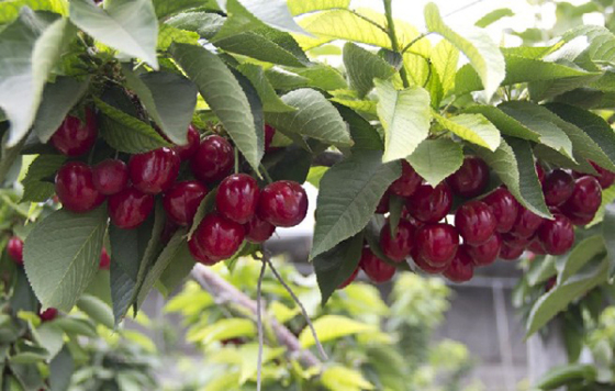 樱桃品种大全一览表,樱桃品种介绍大全