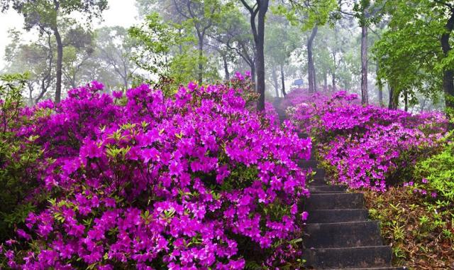 春暖花开正是踏青赏花的好时节,肇庆春日赏花的地方图片