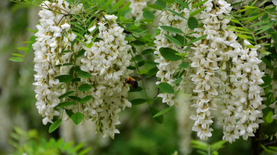 例假来了可以喝过敏药吗,例假期间可以喝土茯苓吗