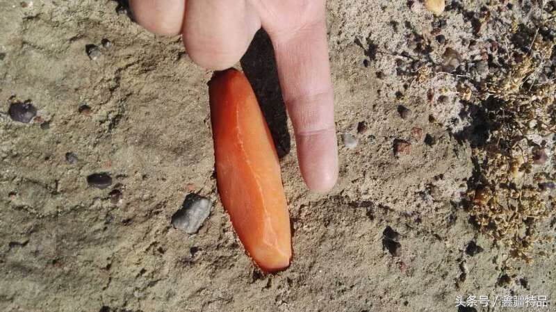 金丝玉宝石光在哪捡,捡金丝玉海蓝宝石的地方