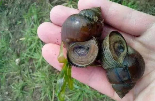 小时候山上的野果你还记得多少,还记得小时候这些野果吗