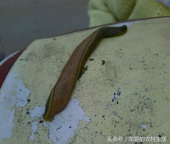 被水里的吸血生物吸附腿上，该怎么办？