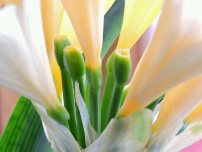 君子兰花芽开花期间能浇水吗,君子兰怎么浇水才能长得好看