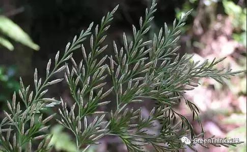 狼尾蕨造景方法,狼尾蕨的森林造景