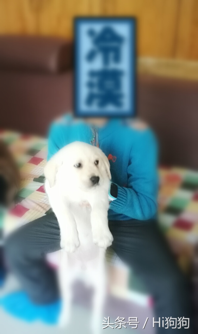 拉布拉多领养现场选出新主人,大骨架拉布拉多幼崽领养