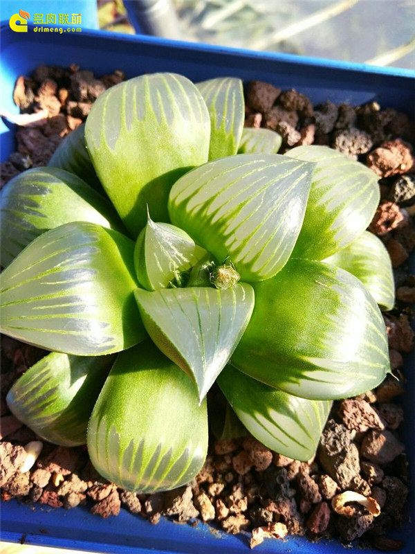 一个脚气患者的真实故事,关于癣有趣的故事