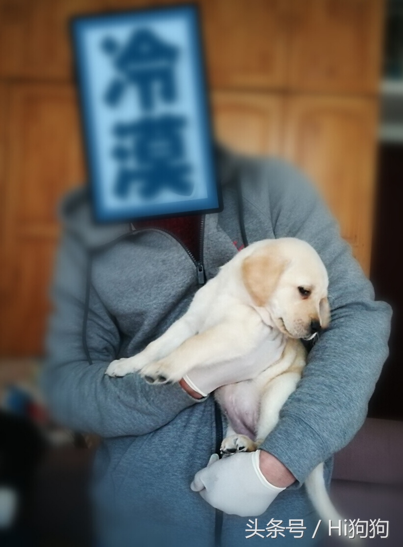 拉布拉多领养现场选出新主人,大骨架拉布拉多幼崽领养