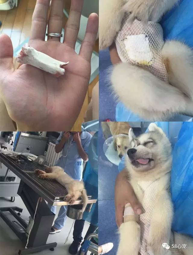 狗狗吃葡萄如何才能保住他的狗命,我家的狗狗养了四年差点死了