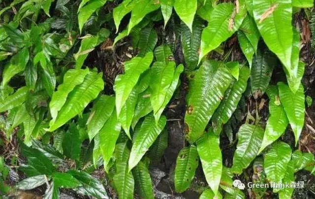 狼尾蕨造景方法,狼尾蕨的森林造景