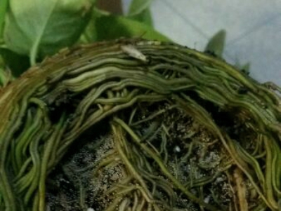 即将开花的花卉可以换盆吗,花卉换盆方法及注意事项