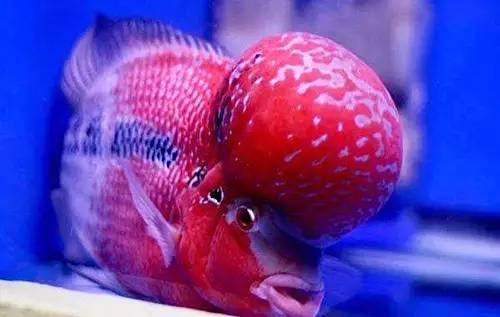 鱼友必知的鱼缸藻类防治秘籍,鱼友分享鱼病大全