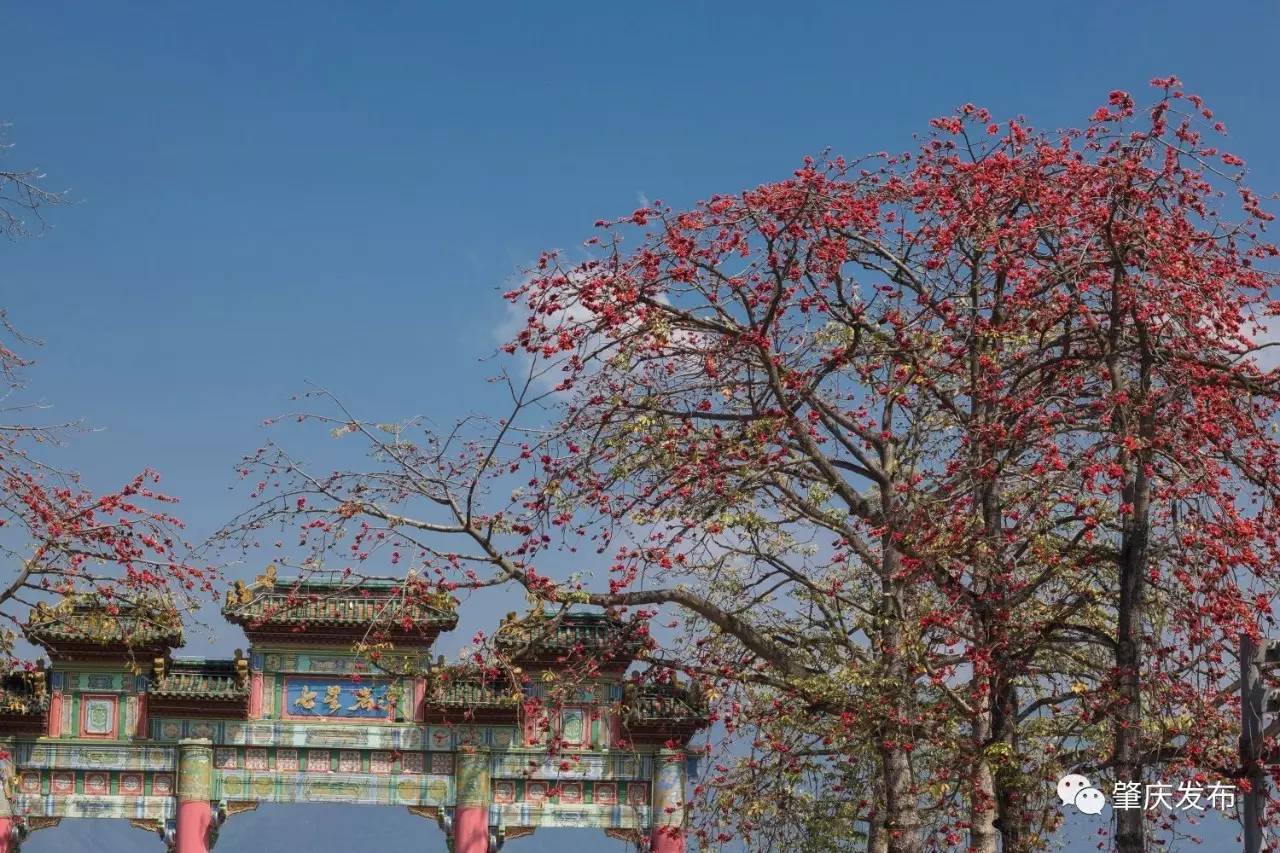 春暖花开正是踏青赏花的好时节,肇庆春日赏花的地方图片