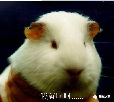 鸡不撒尿为什么喝水没事,天竺鼠几乎不喝水