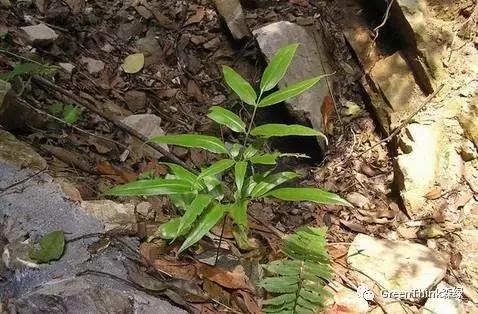 狼尾蕨造景方法,狼尾蕨的森林造景