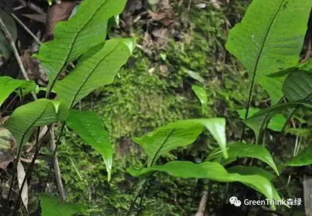 狼尾蕨造景方法,狼尾蕨的森林造景