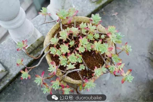 娇艳欲滴的多肉植物,春雨中多肉图片大全