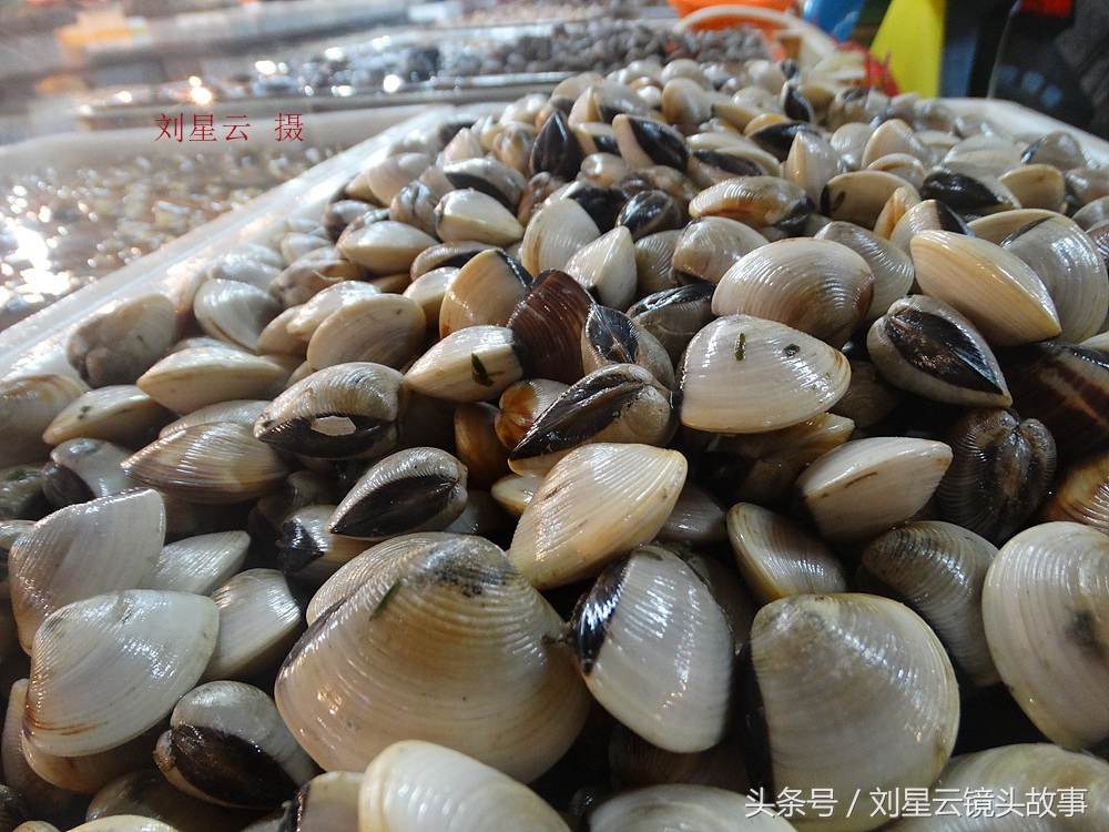 三亚哪里海鲜市场的品种多,三亚海鲜品种大全及介绍