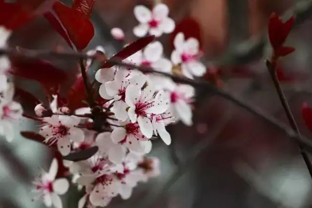 浣宠兘canoneosm6markii,浣宠兘eos6dmarkii