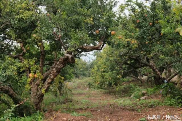 石榴怎样剪枝才高产,石榴几年开始高产