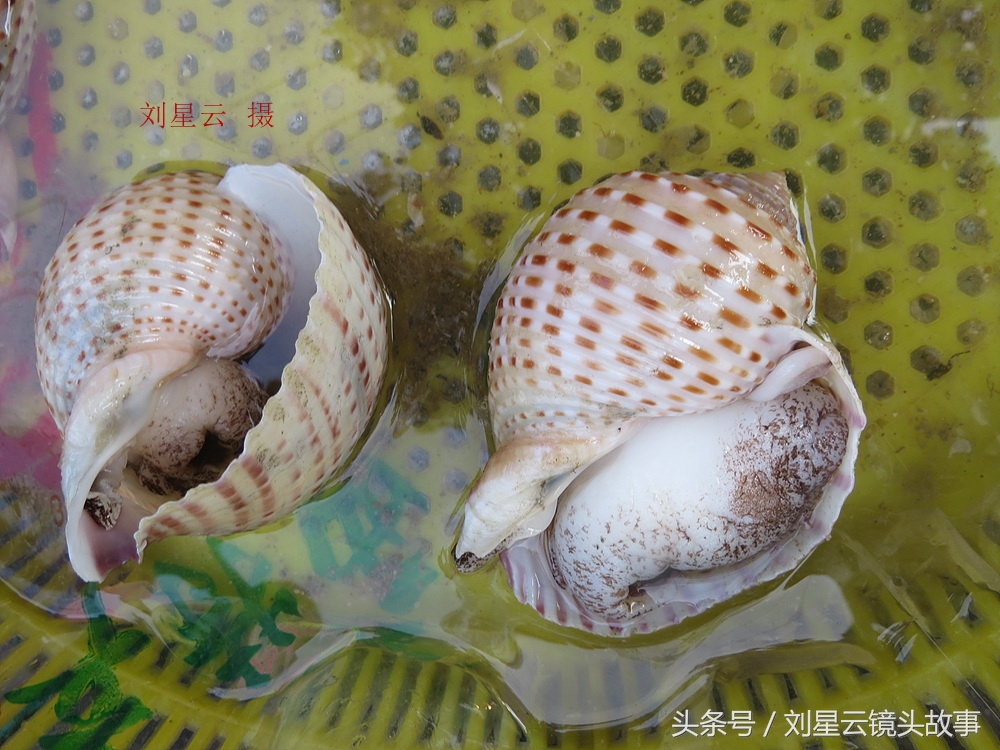 三亚哪里海鲜市场的品种多,三亚海鲜品种大全及介绍