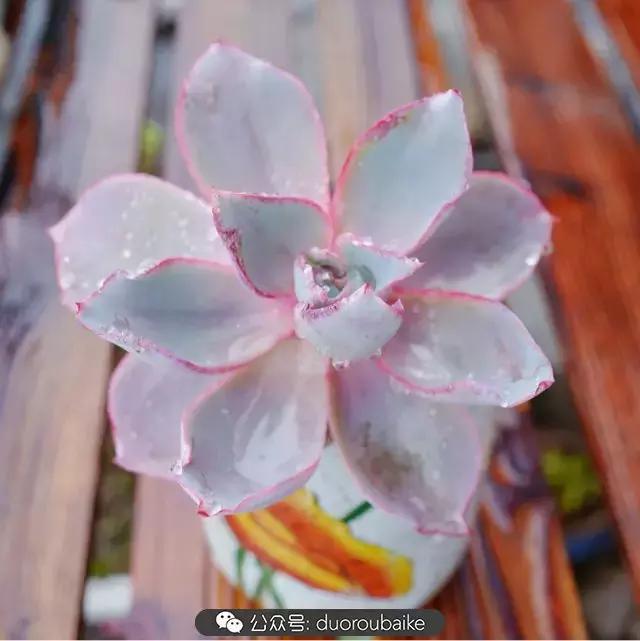 春雨多肉精品,包邮区的多肉