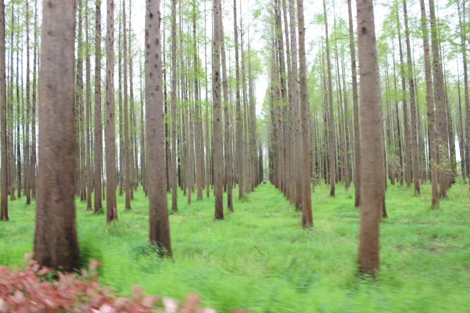 扬州湿地森林公园免费景点,扬州第一森林氧吧