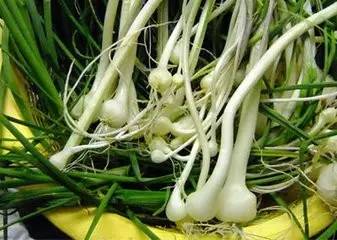 鲅鱼圈附近哪里可以挖野菜,盖州鲅鱼圈挖野菜