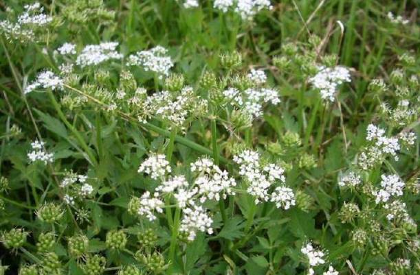 鲅鱼圈附近哪里可以挖野菜,盖州鲅鱼圈挖野菜