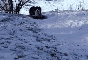 边牧这么聪明为什么很少人养,边牧太胆小了什么都教不会