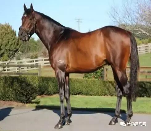 雅士种公马罗马大帝配种费不到1万，子嗣在香港赚了3000万！