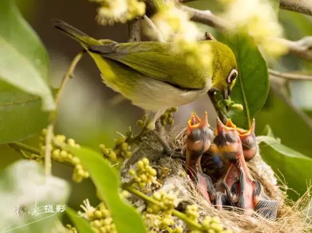 这是一篇只有鸟的美篇，却深深地打动了我