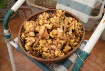 生姜盆栽种植过程记录,把生姜栽花盆里