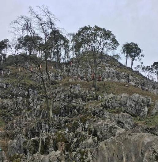 《天天向上》魏大勋强烈推荐赏辛夷花的地方，你还不快去！